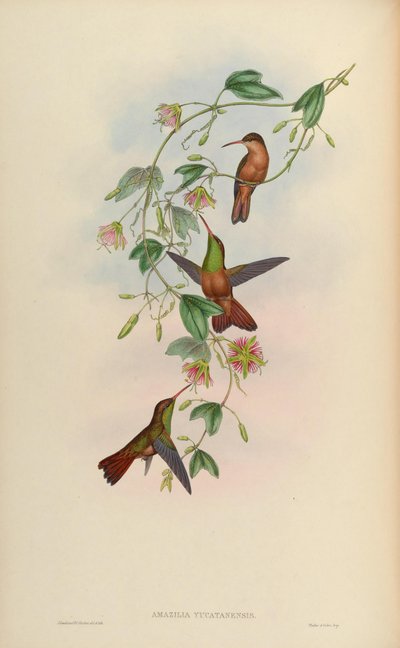 Amazilia yucatanensis - John Gould